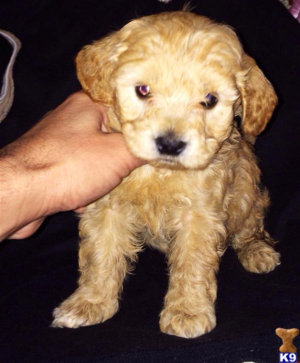 maltipoo puppy posted by NEW PUPPIES